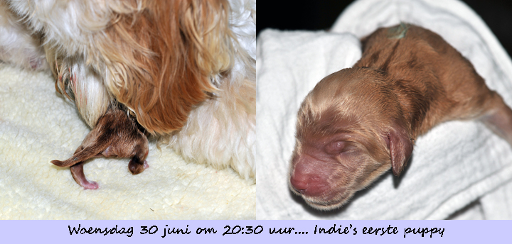 Indie's eerste puppy