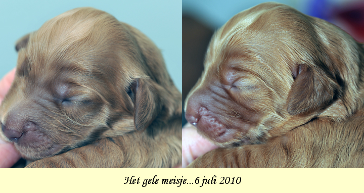 Puppie Geel