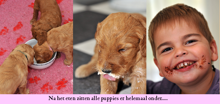 Puppies aan het eten