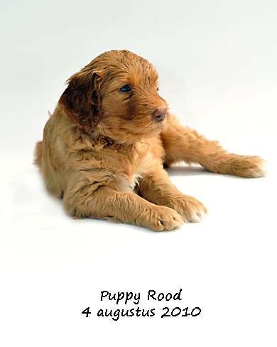 Puppie Rood