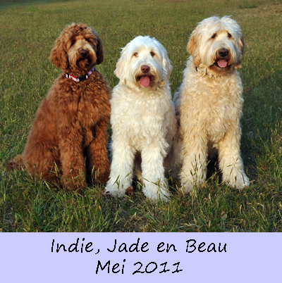 Indie, Beau en Jade