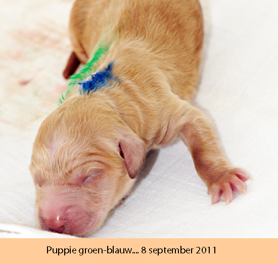 Puppie groen-blauw