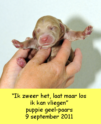 Geel paars puppie