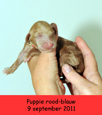 Puppie rood-blauw