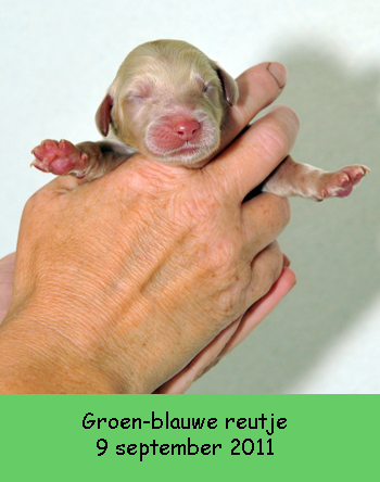 Groen-blauwtje