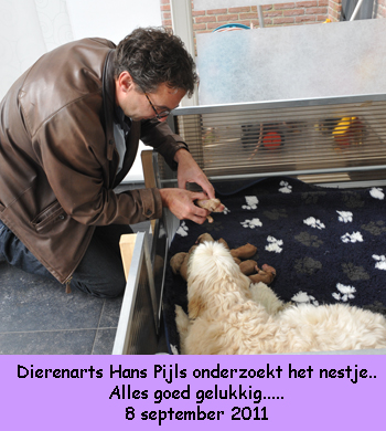 Dierenarts onderzoekt het nestje