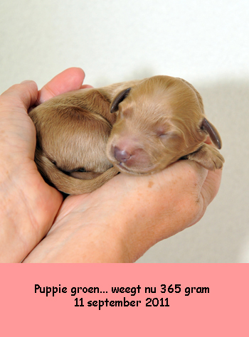 Puppie groen