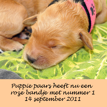 Pupje roze 1