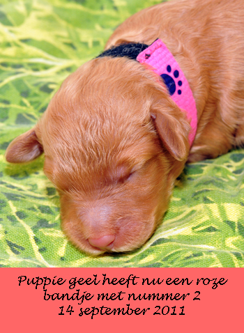 Pupje roze 2