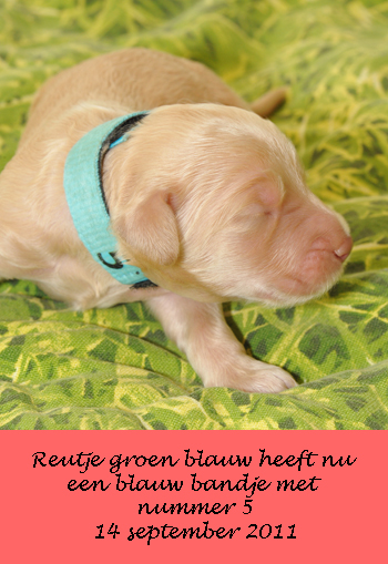 Puppie blauw 5