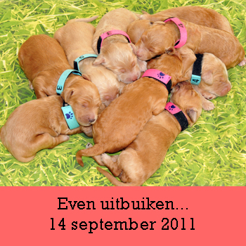 Puppies buiken uit...