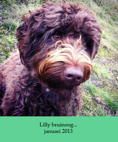 Lilly bruinoog
