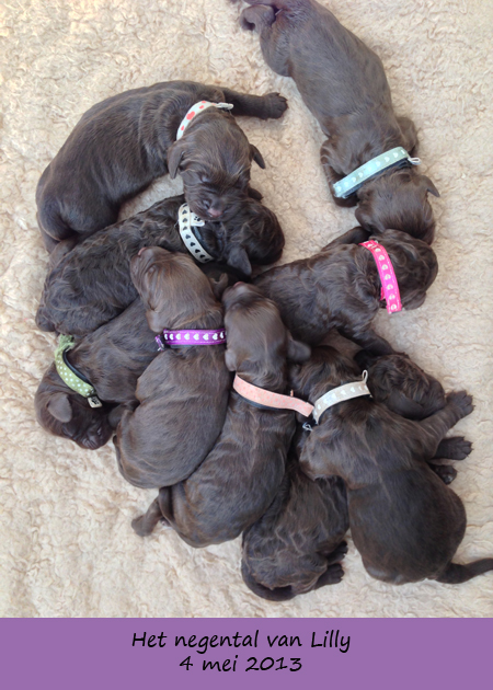 Lilly's puppy's