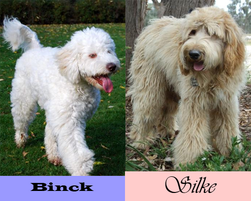 Binck Silke